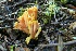  (Ramaria sp - iNat62413690)  @11 [ ] some rights reserved (CC BY-NC) (2020) natvik Unspecified