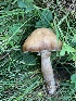  (Cyclocybe erebia IN01 - iNat62668483)  @11 [ ] all rights reserved (2020) pcpalmer3 Unspecified