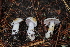  (Cortinarius comarostaphylii - iNat63140314)  @11 [ ] some rights reserved (CC BY-NC) (2020) Emma Harrower Unspecified