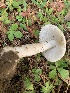  (Amanita sp. IN41 - iNat63192204)  @11 [ ] all rights reserved (2020) pcpalmer3 Unspecified