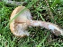  (Armillaria cf. calvescens - iNat63200445)  @11 [ ] all rights reserved (2020) pcpalmer3 Unspecified