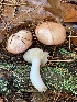  (Fuscoboletinus - iNat63311788)  @11 [ ] some rights reserved (CC BY-NC) (2020) Paula DeSanto Unspecified