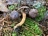  (Chroogomphus jamaicensis - iNat63313394)  @11 [ ] some rights reserved (CC BY-NC) (2020) Paula DeSanto Unspecified