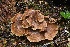  ( - iNat63500509)  @11 [ ] some rights reserved (CC BY-NC) (2020) Richard Tehan Unspecified