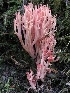  ( - iNat63604465)  @11 [ ] all rights reserved (2020) marycarla Unspecified