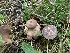  ( - iNat63697999)  @11 [ ] some rights reserved (CC BY-NC) (2020) Paula DeSanto Unspecified