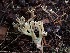  (Ramaria tsugina - iNat63859415)  @11 [ ] all rights reserved (2020) Lauren R Unspecified