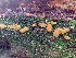  (Ditiola - iNat64237934)  @11 [ ] some rights reserved (CC BY-NC) (2020) Paula DeSanto Unspecified