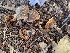  ( - iNat64294561)  @11 [ ] some rights reserved (CC BY-NC) (2020) Paula DeSanto Unspecified