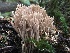  (Ramaria rubella f. rubella - iNat64441685)  @11 [ ] all rights reserved (2020) marycarla Unspecified