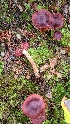  ( - iNat64577157)  @11 [ ] some rights reserved (CC BY-NC) (2020) Jeannette Barreca Unspecified