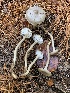  (Hygrophorus morrisii - iNat64600487)  @11 [ ] some rights reserved (CC BY-NC) (2020) Paula DeSanto Unspecified