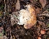  (Boletus regineus - iNat64967177)  @11 [ ] some rights reserved (CC BY-NC) (2020) Jeannette Barreca Unspecified