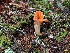  (Turbinellus floccosus - iNat65067191)  @11 [ ] all rights reserved (2020) Autumn Anglin Unspecified