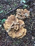  ( - iNat65300472)  @11 [ ] some rights reserved (CC BY-NC) (2020) Joann Olson Unspecified