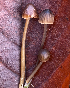  (Mycena citrinomarginata - iNat65538361)  @11 [ ] some rights reserved (CC BY-NC) (2020) Bitty A. Roy Unspecified