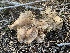  ( - iNat65591061)  @11 [ ] some rights reserved (CC BY-NC-ND) (2020) Jonathan Frank Unspecified