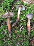  (Phaeocollybia spadicea - iNat66313695)  @11 [ ] some rights reserved (CC BY-NC) (2019) Joann Olson Unspecified