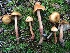  (Phaeocollybia aff. piceae - iNat66314022)  @11 [ ] some rights reserved (CC BY-NC) (2019) Joann Olson Unspecified