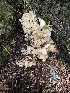  (Sparassis radicata - iNat66378520)  @11 [ ] all rights reserved (2020) Scott A Davison Unspecified