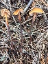  (Phaeocollybia attenuata - iNat66484467)  @11 [ ] some rights reserved (CC BY-NC) (2020) Joann Olson Unspecified