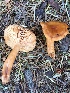  ( - iNat66486263)  @11 [ ] some rights reserved (CC BY-NC) (2020) Joann Olson Unspecified