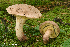  (Caloboletus roseipes - iNat66897899)  @11 [ ] some rights reserved (CC BY-NC) (2019) rlebeuf Unspecified