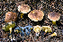  (Cyanoboletus - iNat66898219)  @11 [ ] some rights reserved (CC BY-NC) (2018) rlebeuf Unspecified