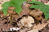  (Entoloma avellaneosquamosum - iNat66898667)  @11 [ ] some rights reserved (CC BY-NC) (2019) rlebeuf Unspecified