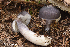  (Entoloma aff. bloxamii - iNat66898670)  @11 [ ] some rights reserved (CC BY-NC) (2020) rlebeuf Unspecified