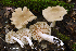  (Entoloma whiteae - iNat66899641)  @11 [ ] some rights reserved (CC BY-NC) (2020) rlebeuf Unspecified