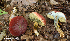  (Hortiboletus campestris - iNat66900805)  @11 [ ] some rights reserved (CC BY-NC) (2018) rlebeuf Unspecified