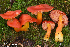  (Hygrocybe aff. punicea - iNat66901478)  @11 [ ] some rights reserved (CC BY-NC) (2020) rlebeuf Unspecified