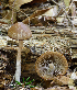  (Psathyrella seminuda - iNat66935187)  @11 [ ] some rights reserved (CC BY-NC) (2018) rlebeuf Unspecified