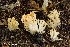  (Ramaria aff. calvodistalis - iNat66937864)  @11 [ ] some rights reserved (CC BY-NC) (2018) rlebeuf Unspecified