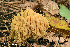  ( - iNat66941621)  @11 [ ] some rights reserved (CC BY-NC) (2020) rlebeuf Unspecified