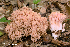  (Ramaria aff. formosa - iNat66941625)  @11 [ ] some rights reserved (CC BY-NC) (2018) rlebeuf Unspecified