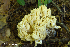  (Ramaria aff. flava - iNat66941629)  @11 [ ] some rights reserved (CC BY-NC) (2018) rlebeuf Unspecified