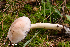  (Stropharia rugosoannulata - iNat66942559)  @11 [ ] some rights reserved (CC BY-NC) (2018) rlebeuf Unspecified