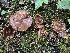  (Phaeocollybia ammiratii - iNat67592027)  @11 [ ] all rights reserved (2020) Scott A Davison Unspecified