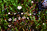  (Paragymnopus sublaccatus - iNat67650514)  @11 [ ] some rights reserved (CC BY-NC-SA) (2018) noah_siegel Unspecified