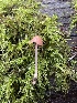  (Atheniella aff. amaballissima - iNat67680958)  @11 [ ] some rights reserved (CC BY-NC) (2021) ash Unspecified