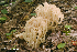  (Clavaria arborea - iNat67732615)  @11 [ ] some rights reserved (CC BY-NC) (2020) rlebeuf Unspecified