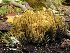  ( - iNat67817029)  @11 [ ] some rights reserved (CC BY-NC) (2008) rlebeuf Unspecified