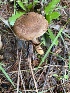  (Inocybe cinnamomea - iNat68192856)  @11 [ ] all rights reserved (2021) Scott A Davison Unspecified