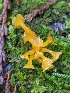  (Guepiniopsis buccina - iNat68393167)  @11 [ ] all rights reserved (2021) Sharon Squazzo Unspecified