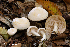  (Tricholoma stiparophyllum - iNat69072763)  @11 [ ] some rights reserved (CC BY-NC) (2017) rlebeuf Unspecified