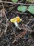  (Hygrocybe flavifolia - iNat71160253)  @11 [ ] some rights reserved (CC BY-NC) (2021) Tiffany Theden Unspecified