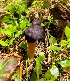  (Gyromitra esculenta - iNat78531939)  @11 [ ] some rights reserved (CC BY-NC) (2021) Jeannette Barreca Unspecified
