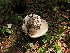  (Hygrophorus subalpinus - iNat79234919)  @11 [ ] some rights reserved (CC BY) (2021) Kathleen Dobson Unspecified